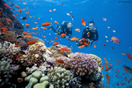 Scuba [Shore Dive]